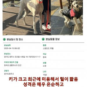 강아지 실종 푸들 경기도 파주시