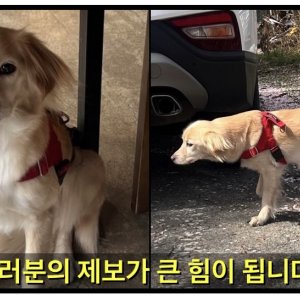 강아지 실종 믹스견 광주광역시 남구