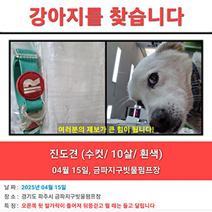 강아지 실종 진돗개 경기도 파주시