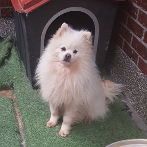 강아지 실종 기타견종 부산광역시 영도구