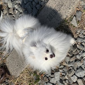 강아지 실종 포메라니언 경상북도 포항시 남구