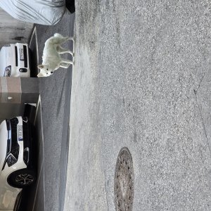 강아지 주인을 찾습니다 강아지 전단지
