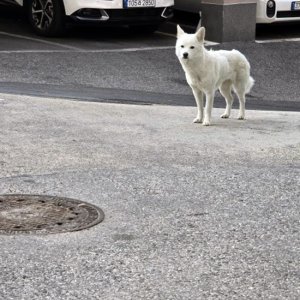 강아지 목격 기타견종 서울특별시 노원구