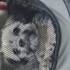 강아지를 찾습니다 강아지 전단지