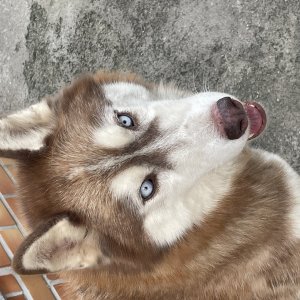 강아지 실종 시베리안허스키 울산광역시 북구