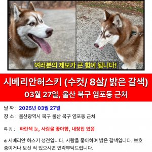 강아지를 찾습니다 강아지 전단지