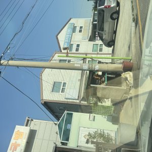 강아지 주인을 찾습니다 강아지 전단지