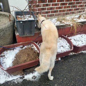 강아지를 찾습니다 강아지 전단지