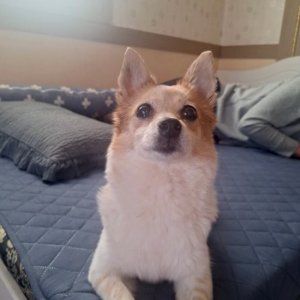 강아지 구조 기타견종 경상북도 경산시