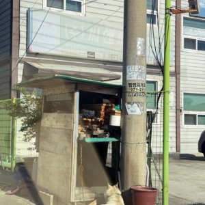 강아지 목격 기타견종 부산광역시 강서구