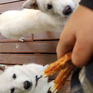강아지를 찾습니다 강아지 전단지