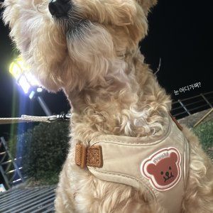 강아지 실종 푸들 경상남도 진주시