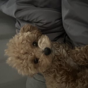 강아지를 찾습니다 강아지 전단지