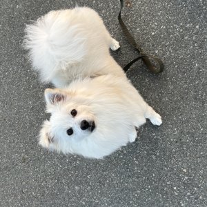 강아지 실종 기타견종 전라남도 영암군