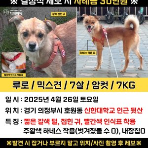 강아지 실종 믹스견 경기도 의정부시