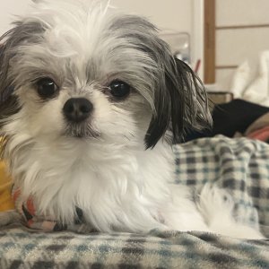 강아지 실종 믹스견 경기도 용인시 처인구