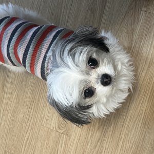 강아지를 찾습니다 강아지 전단지