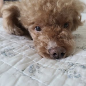 강아지 실종 푸들 서울특별시 마포구