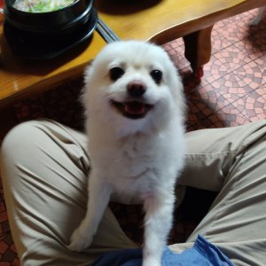 강아지 실종 포메라니언 충청남도 당진시