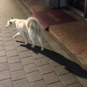 강아지 주인을 찾습니다 강아지 전단지