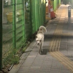 강아지 목격 진돗개 서울특별시 동작구