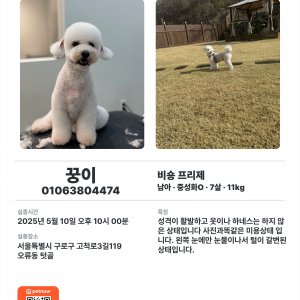 강아지 실종 비숑프리제 서울특별시 구로구