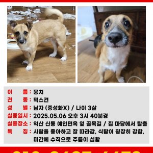 강아지 실종 믹스견 전라북도 익산시