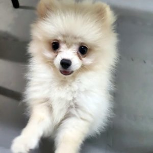 강아지 실종 포메라니언 광주광역시 광산구