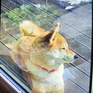 강아지 실종 시바 경기도 용인시 처인구