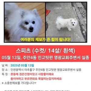 강아지 실종 제퍼니즈스피츠 인천광역시 미추홀구