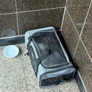 강아지 목격 말티즈 서울특별시 강남구