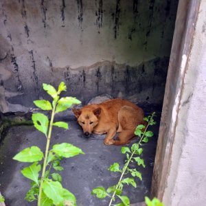 강아지 목격 진돗개 인천광역시 연수구