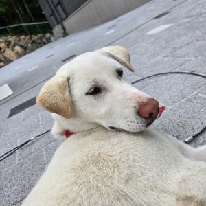 강아지 실종 풍산개 경상남도 양산시