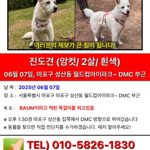 강아지 실종 믹스견 서울특별시 마포구