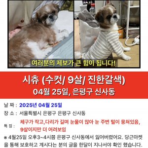 강아지 실종 시츄 서울특별시 은평구