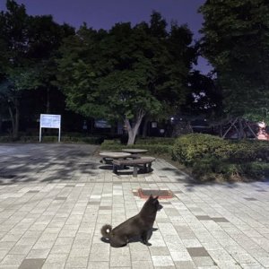 강아지 목격 기타견종 경기도 고양시 덕양구
