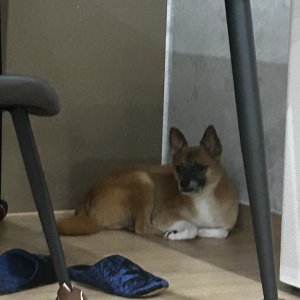 강아지를 찾습니다 강아지 전단지
