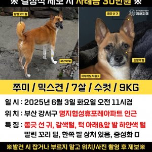 강아지 실종 믹스견 부산광역시 강서구
