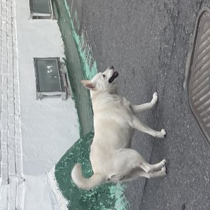 강아지 주인을 찾습니다 진돗개 서울특별시 관악구