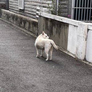 강아지 목격 진돗개 서울특별시 관악구