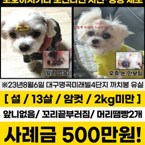 강아지 실종 말티즈 대구광역시 달성군