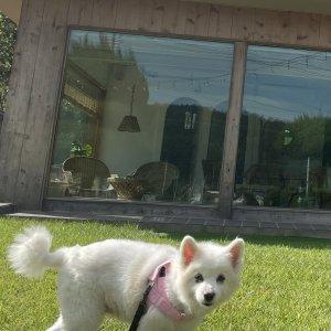강아지 실종 제퍼니즈스피츠 충청남도 서천군