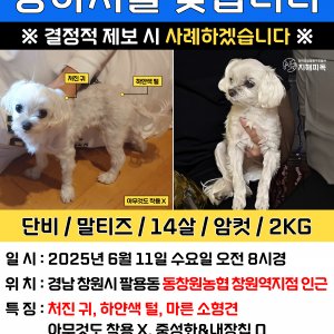 강아지 실종 말티즈 경상남도 창원시 의창구