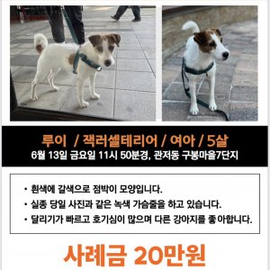 강아지 실종 기타견종 대전광역시 서구