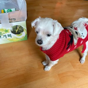 강아지를 찾습니다 말티즈 경기도 동두천시