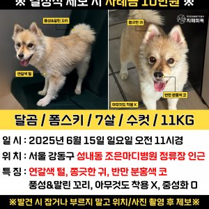 강아지 실종 믹스견 서울특별시 강동구