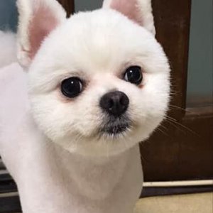강아지 실종 포메라니언 대구광역시 달서구
