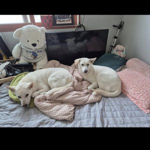 강아지를 찾습니다 강아지 전단지