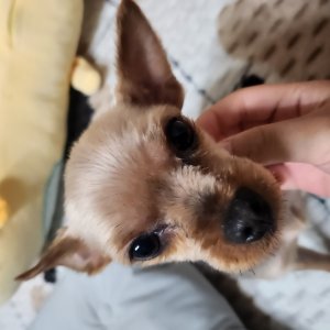 강아지 실종 요크셔테리어 대구광역시 서구