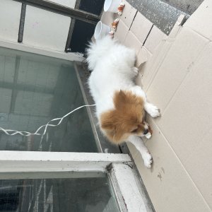 강아지 주인을 찾습니다 강아지 전단지